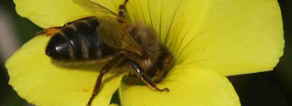 ape sul fiore